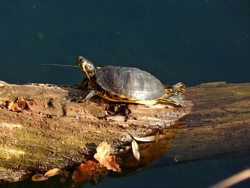 Trachemys scripta scripta maschio